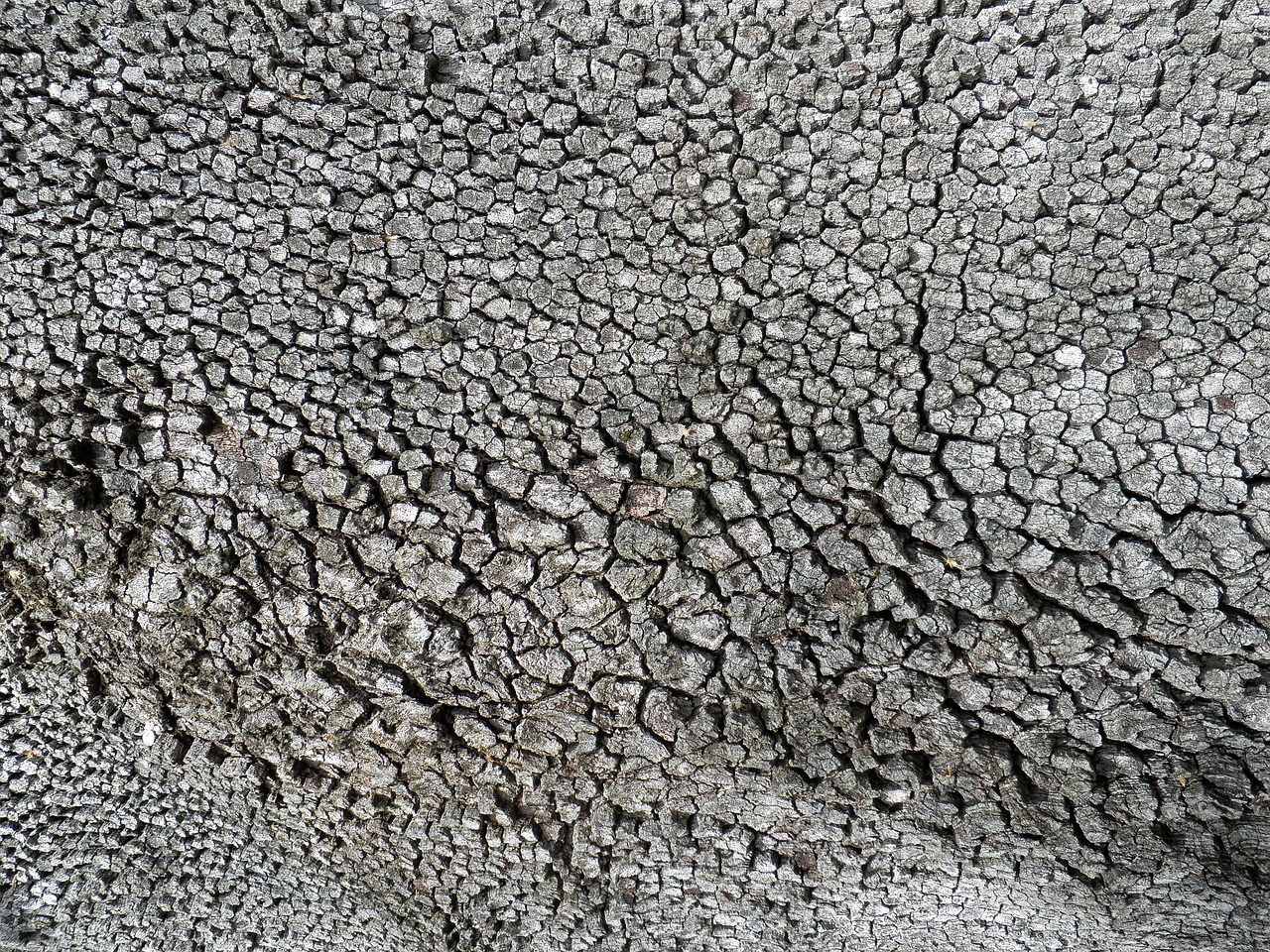 texture trunk pine free photo