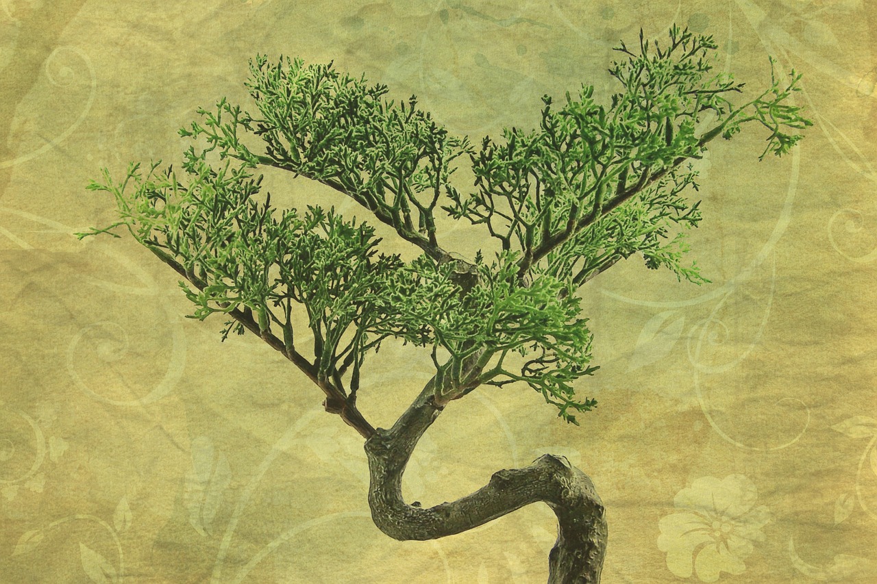 texture background bonsai free photo