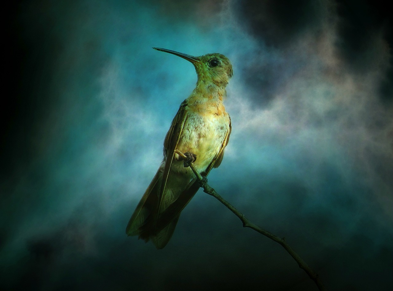 texture background hummingbird free photo