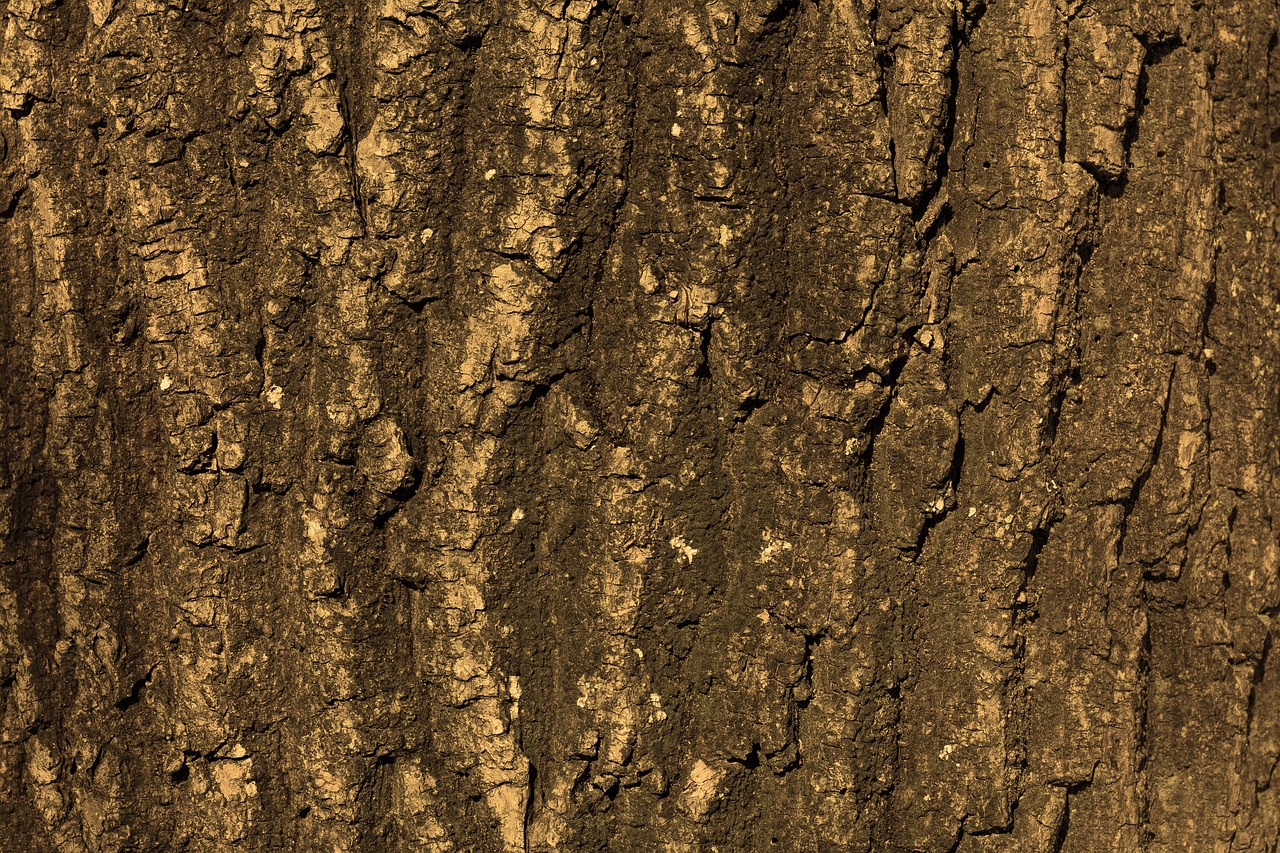 texture tree bark free photo