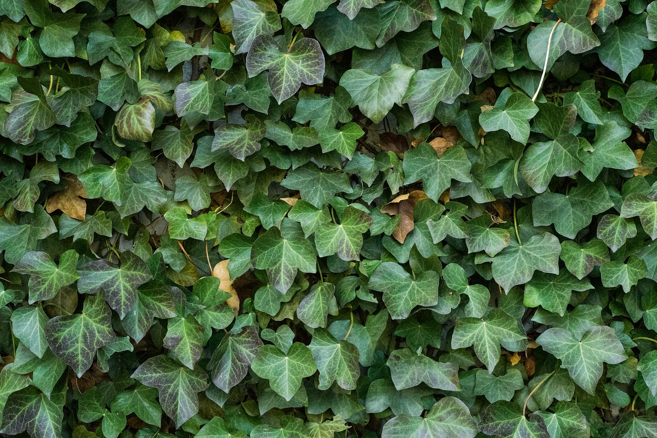 texture ivy leaves free photo