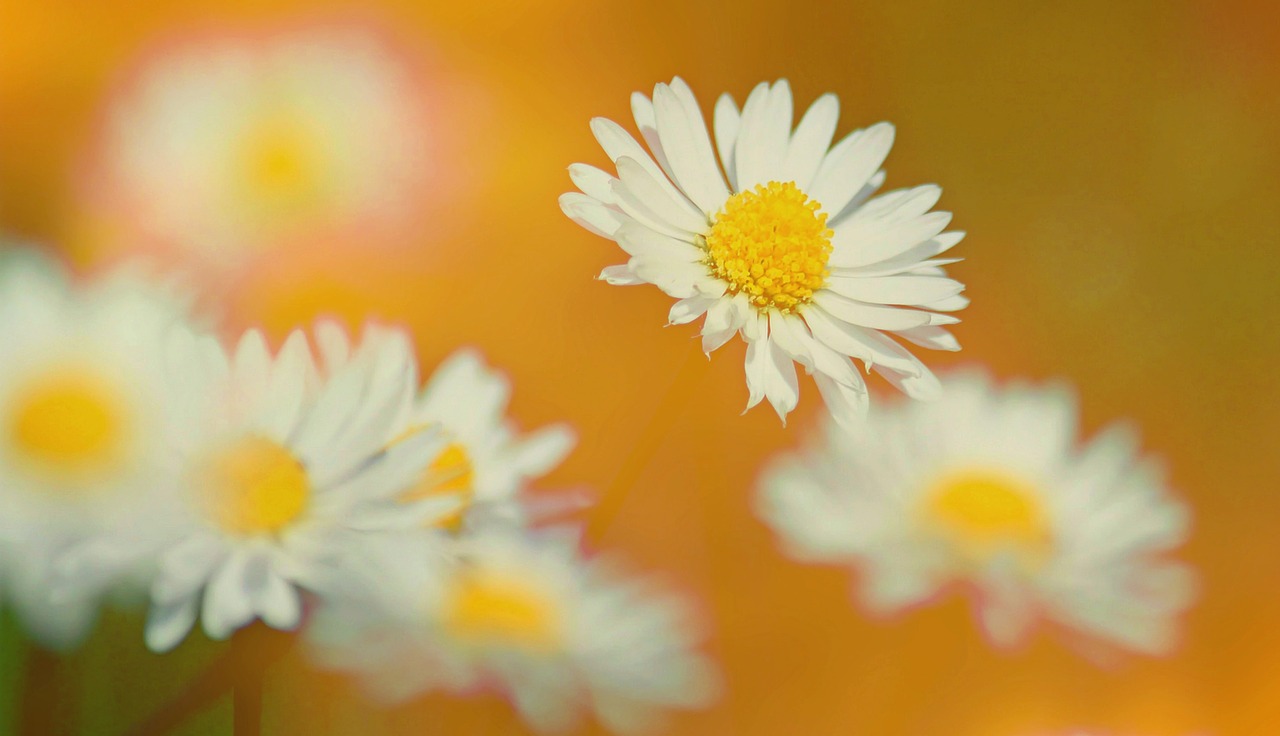 texture background daisy free photo