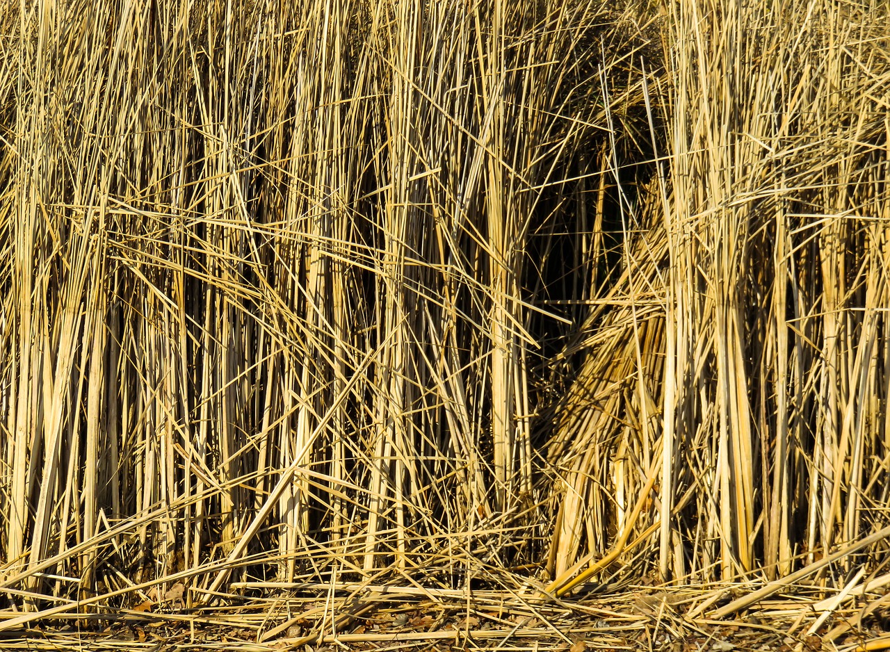 texture background reed free photo