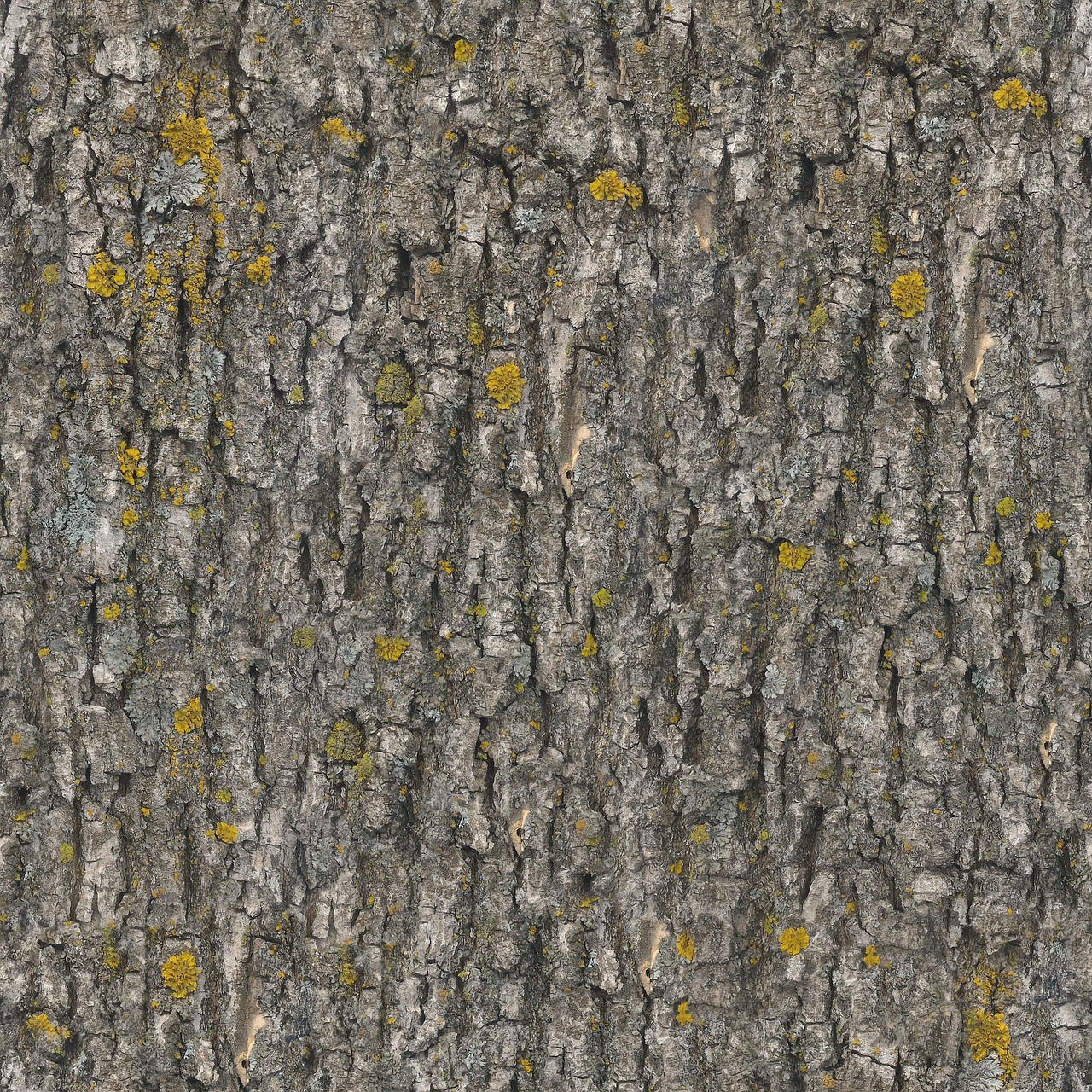 texture seamless tileable free photo