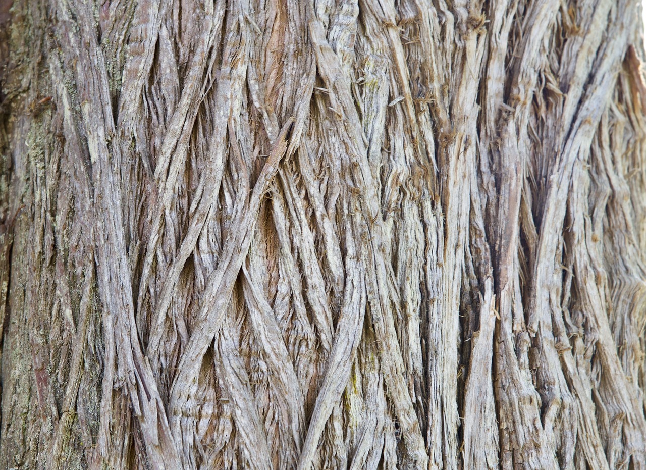 texture bark wood free photo