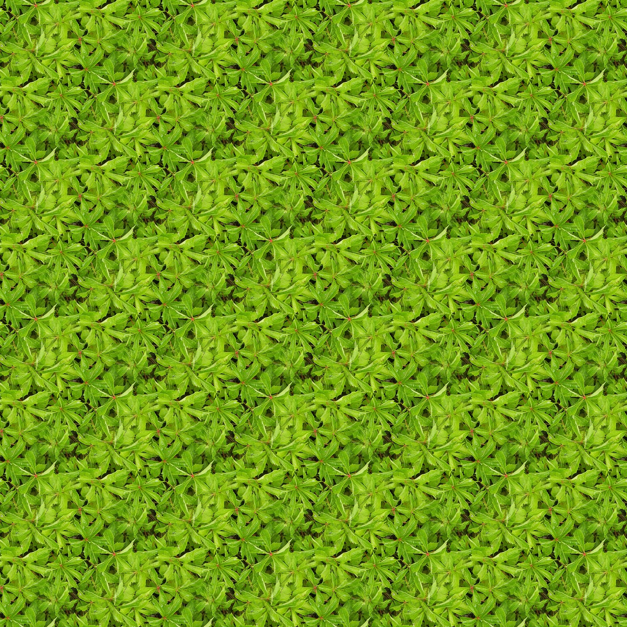 texture seamless plants free photo