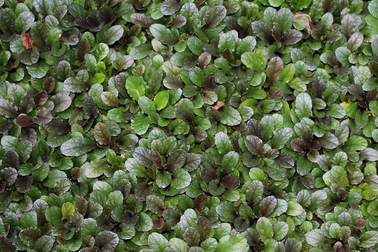 texture green ground cover free photo