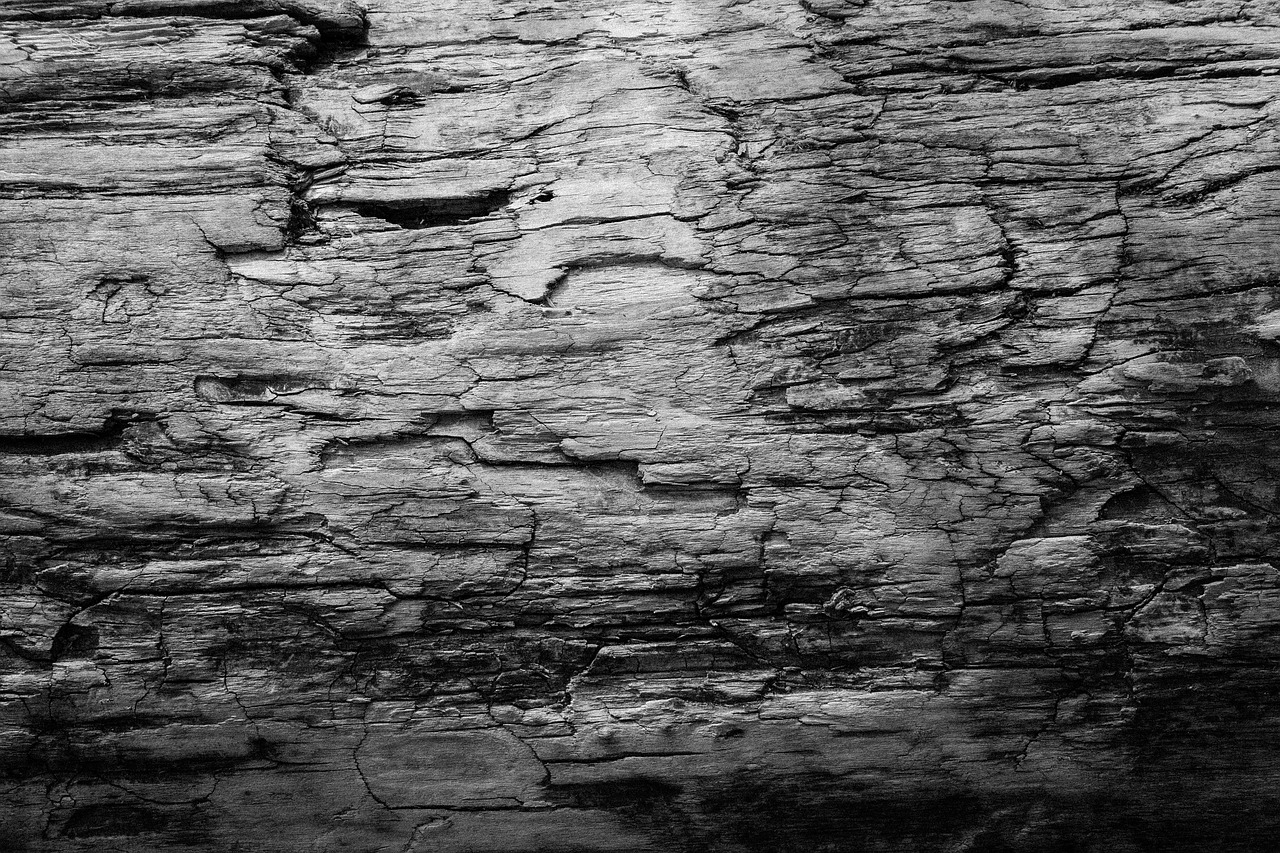 texture black and white wood free photo