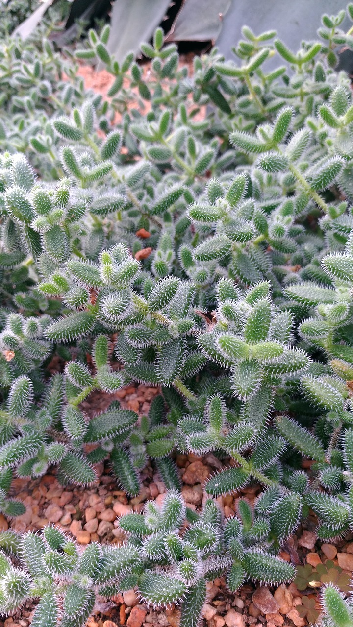 texture cactus green free photo