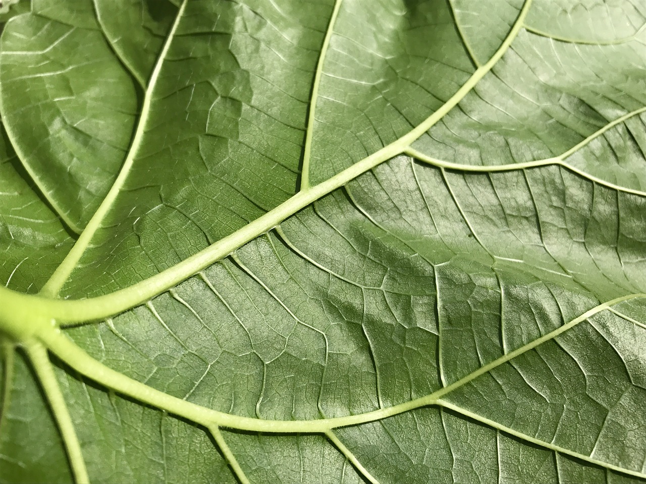 texture green leaf free photo