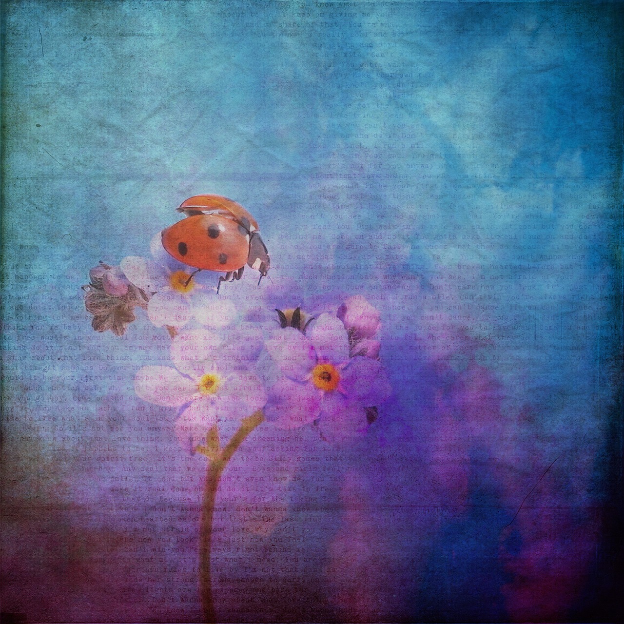 texture background ladybug free photo