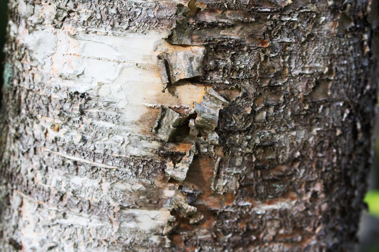 texture tree wood free photo