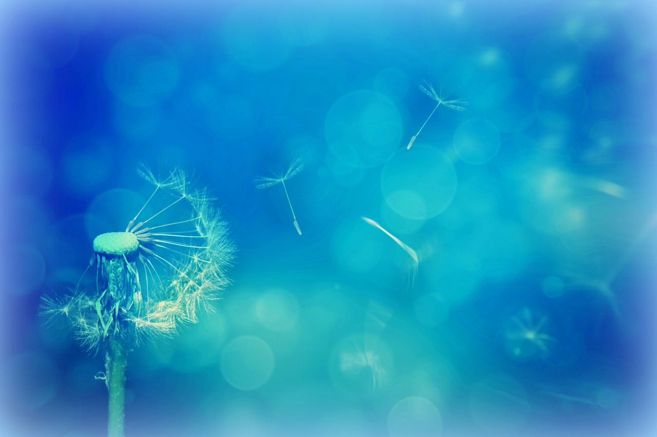 texture background dandelion free photo