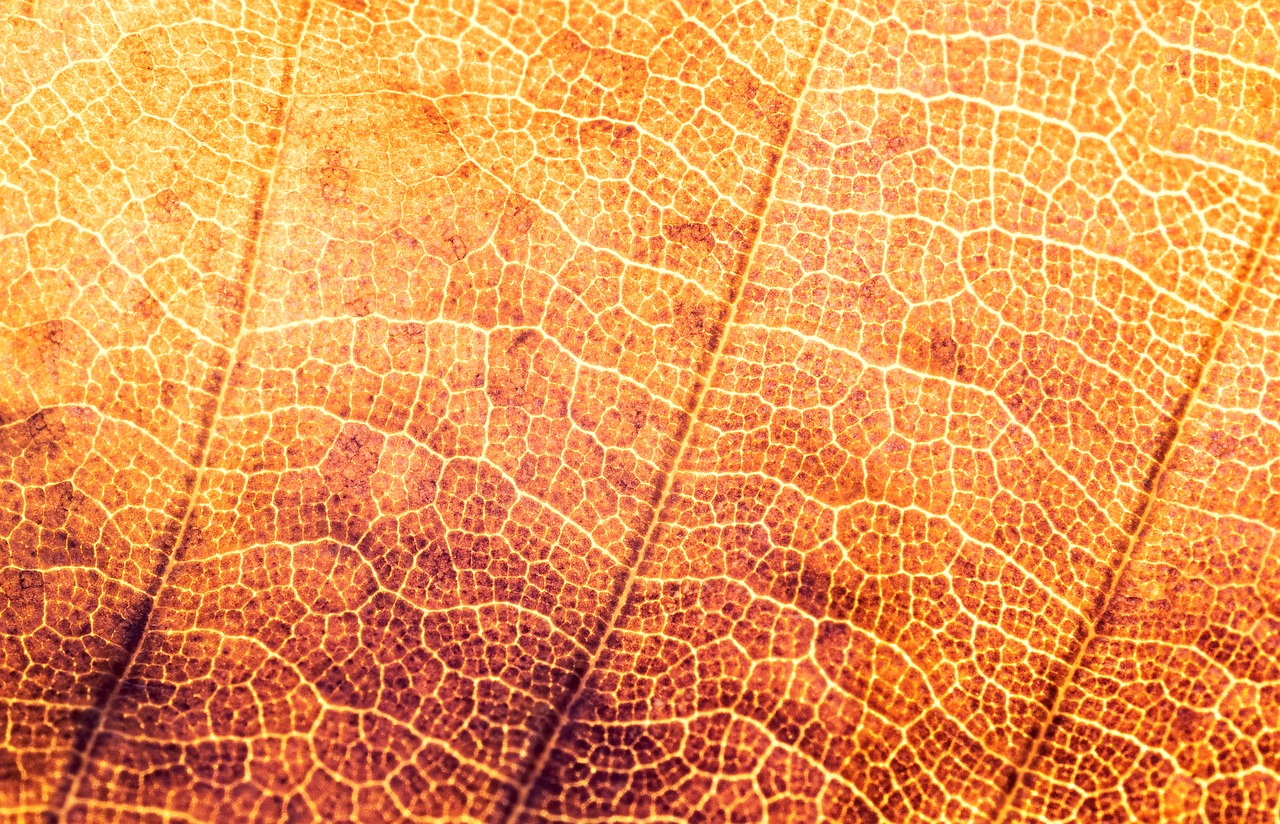 texture structure leaf free photo