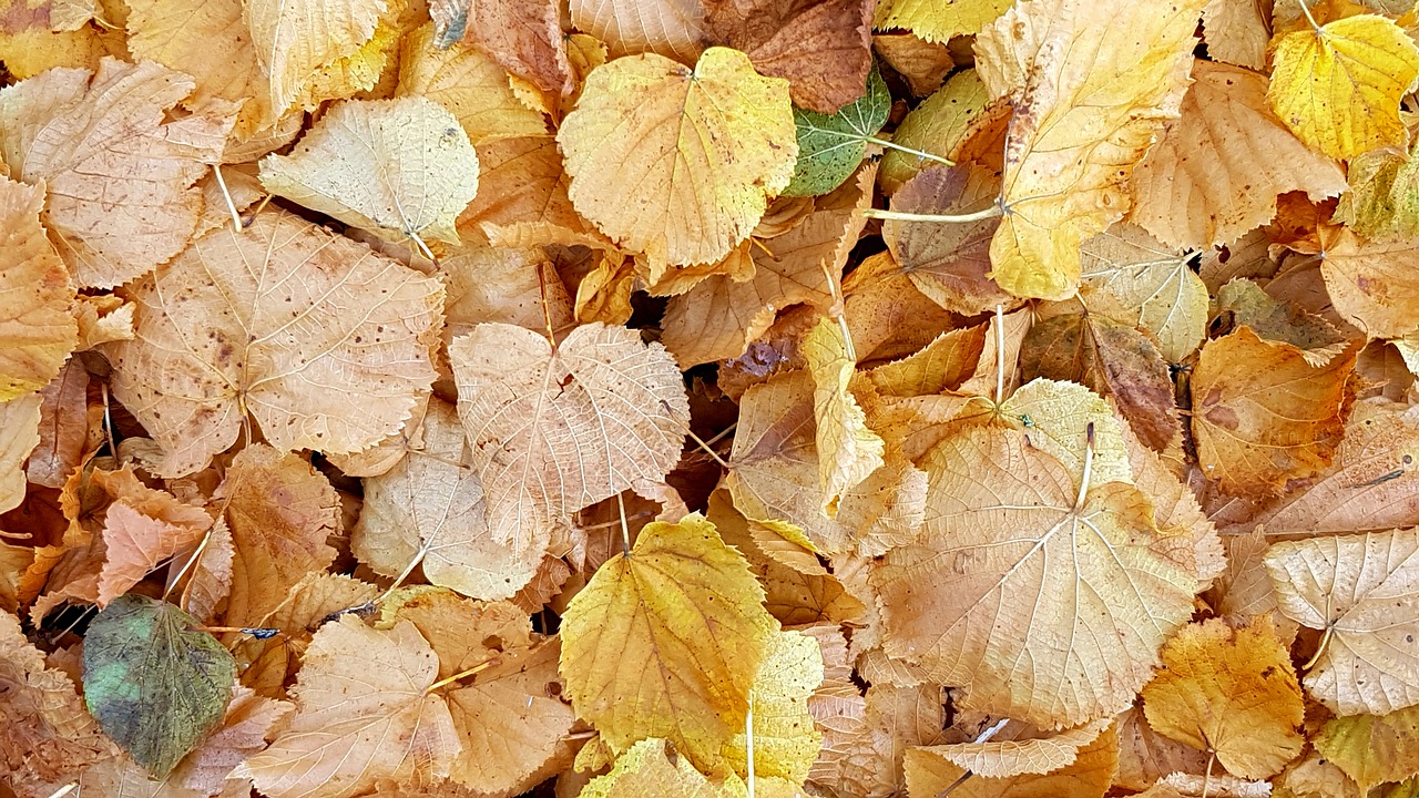 texture background fall foliage free photo