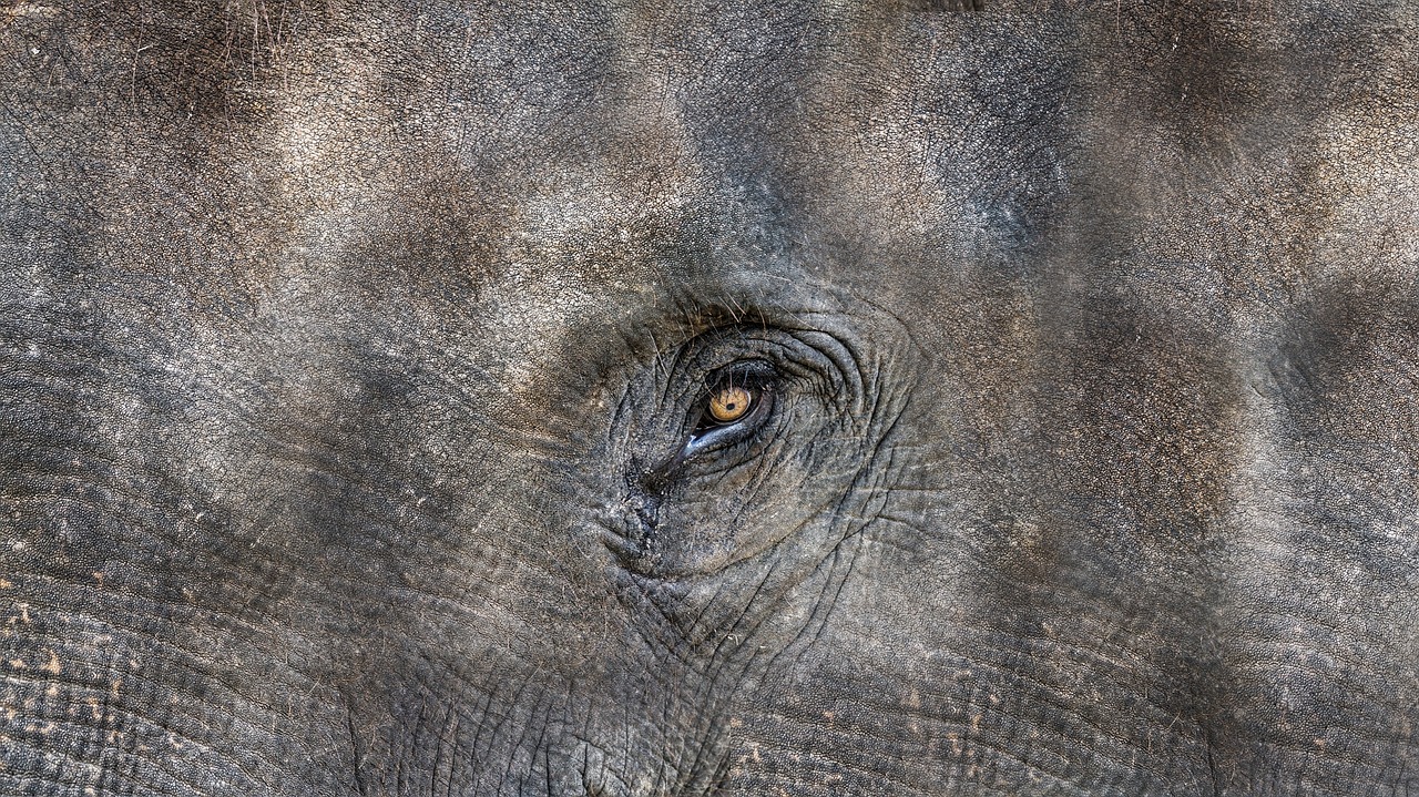 texture elephant animal free photo