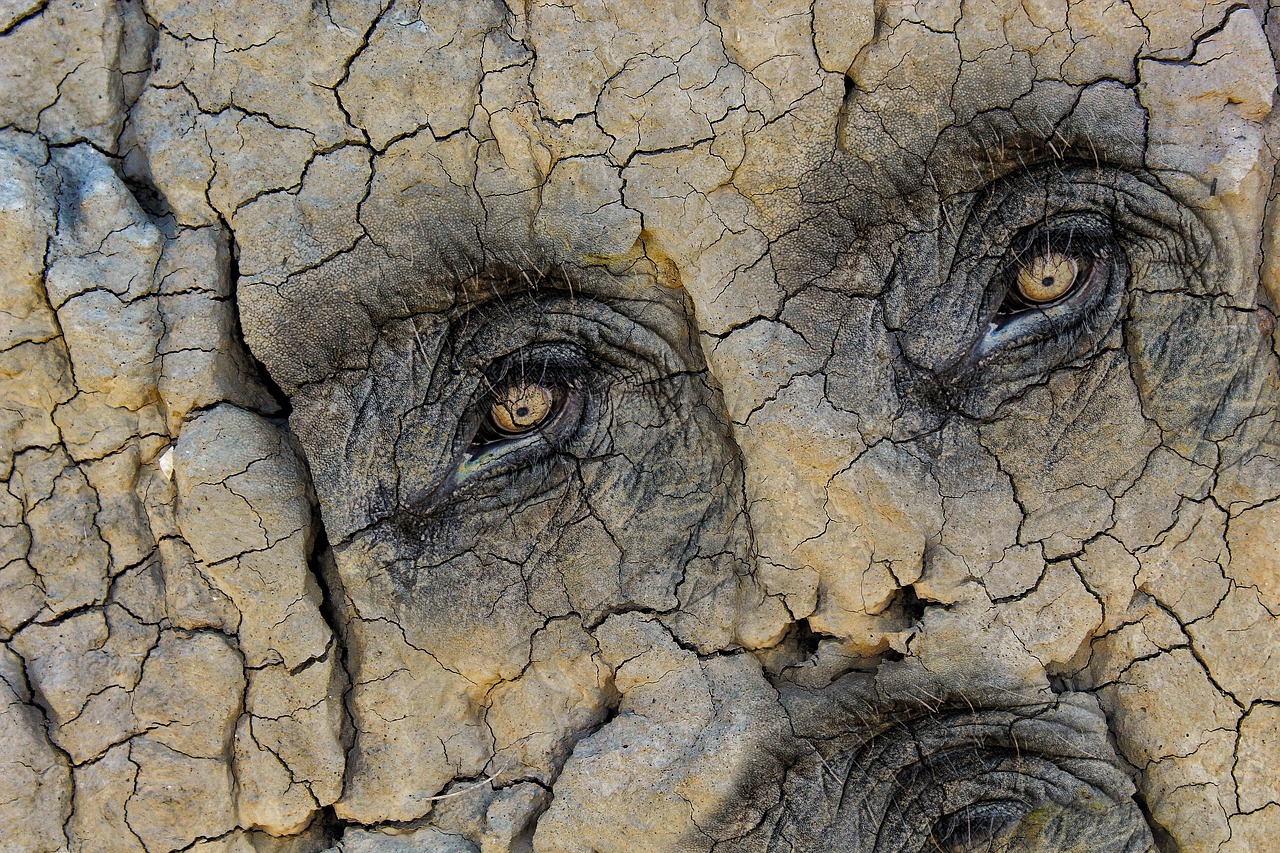 texture the eye of an elephant face free photo