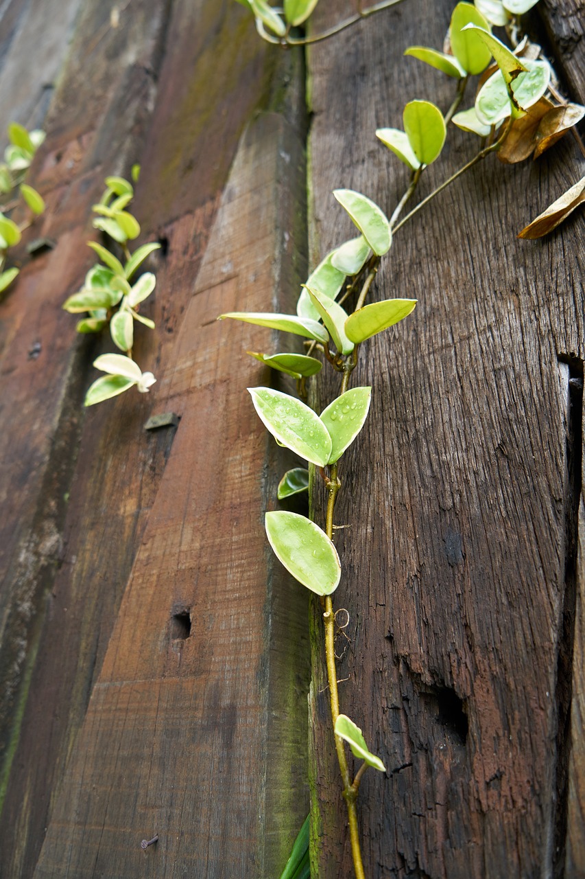 texture wood plant free photo