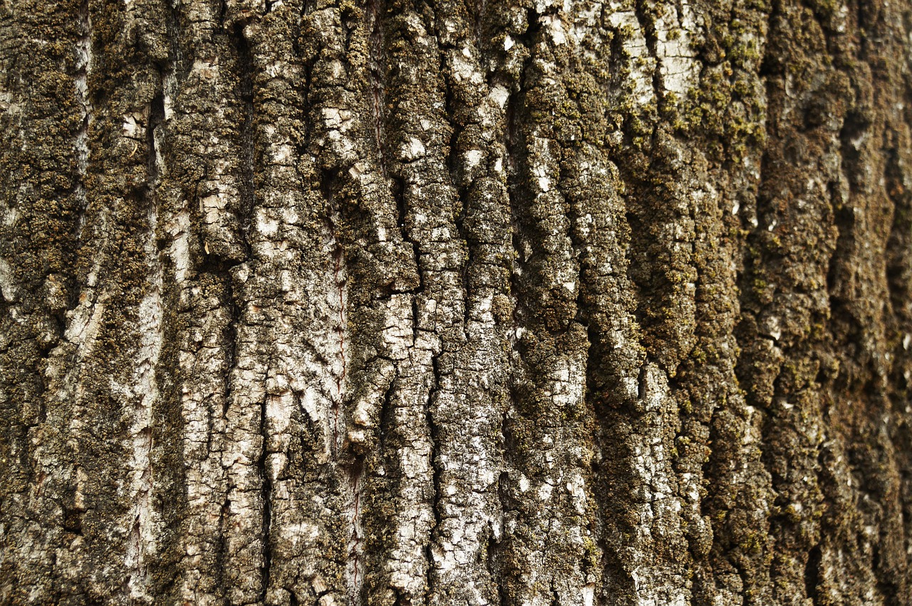 texture  bark  tree free photo