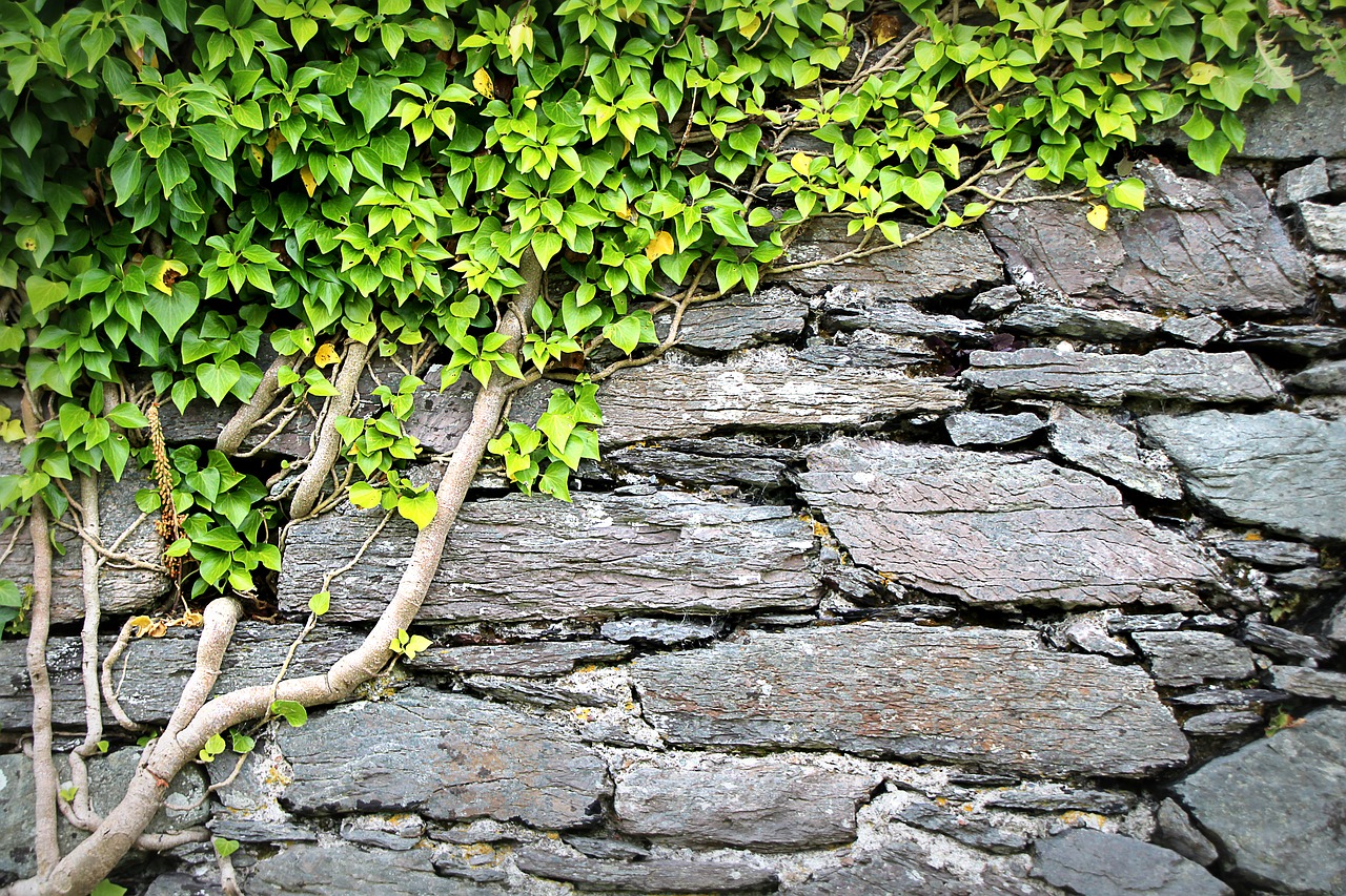 texture  wall  ivy free photo