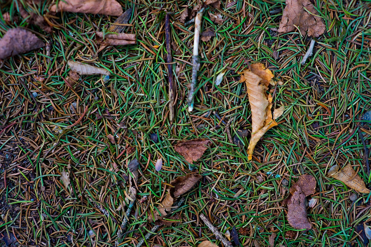 texture  pattern  forest floor free photo