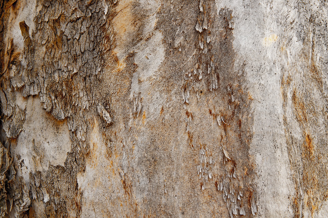 texture  tree  wood free photo