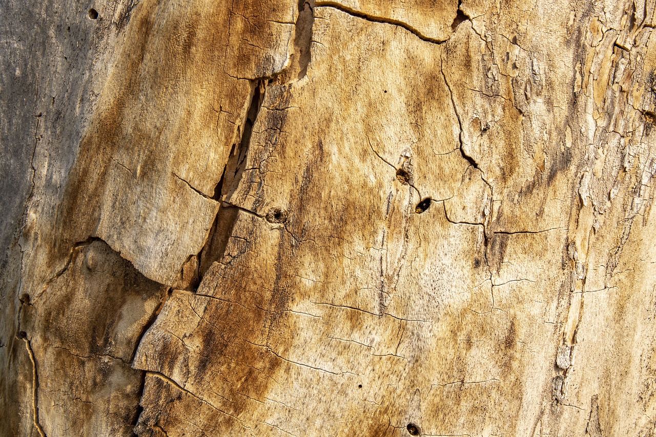 texture  tree  wood free photo