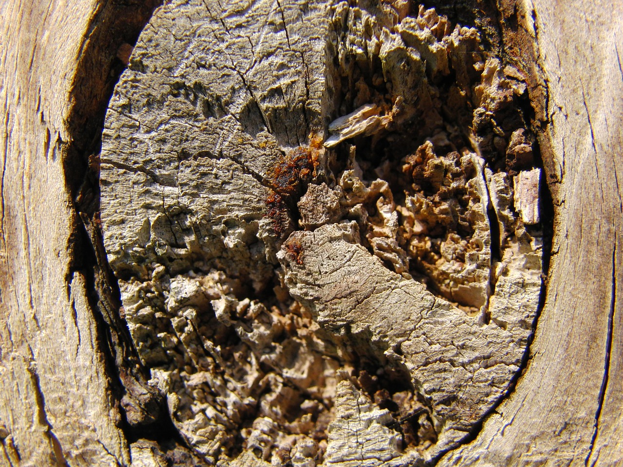 texture tree knot free photo