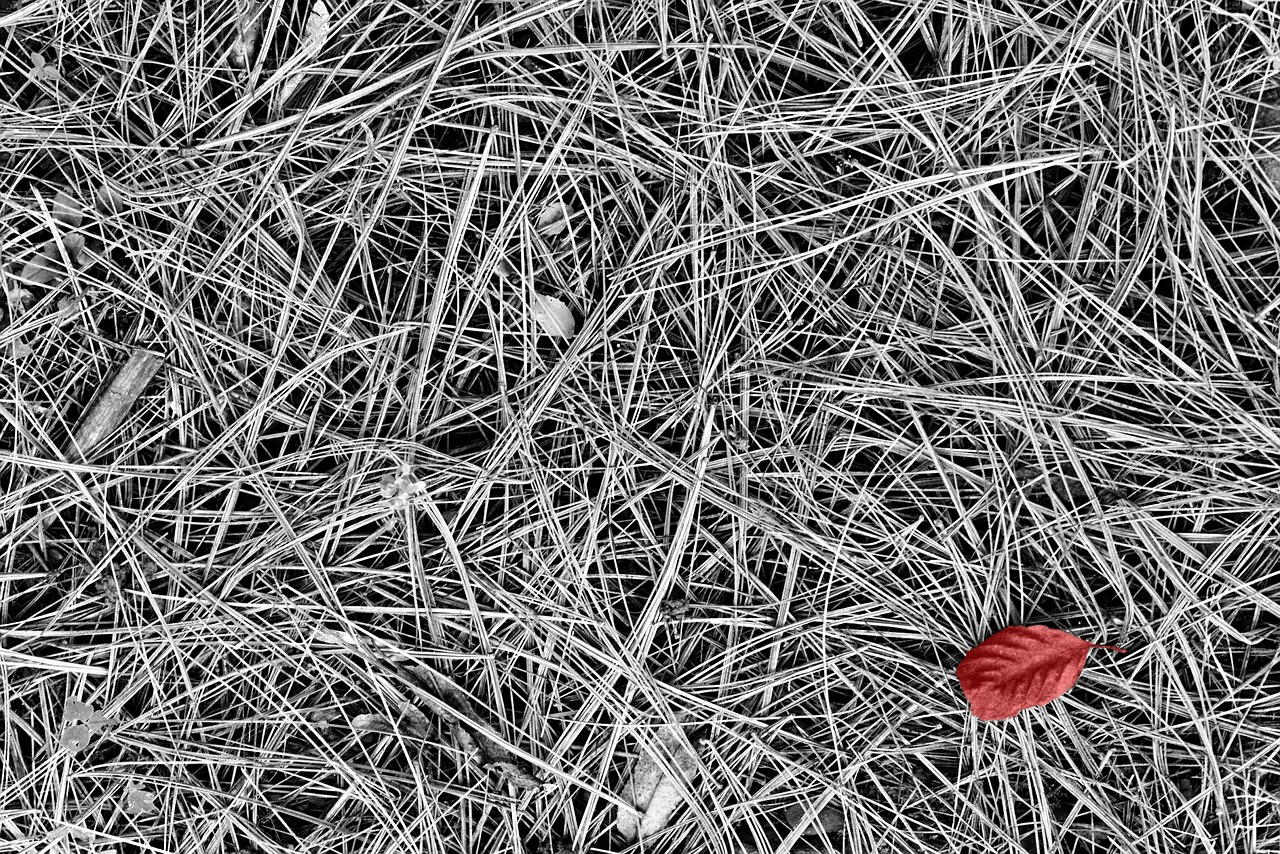 texture grass leaf free photo