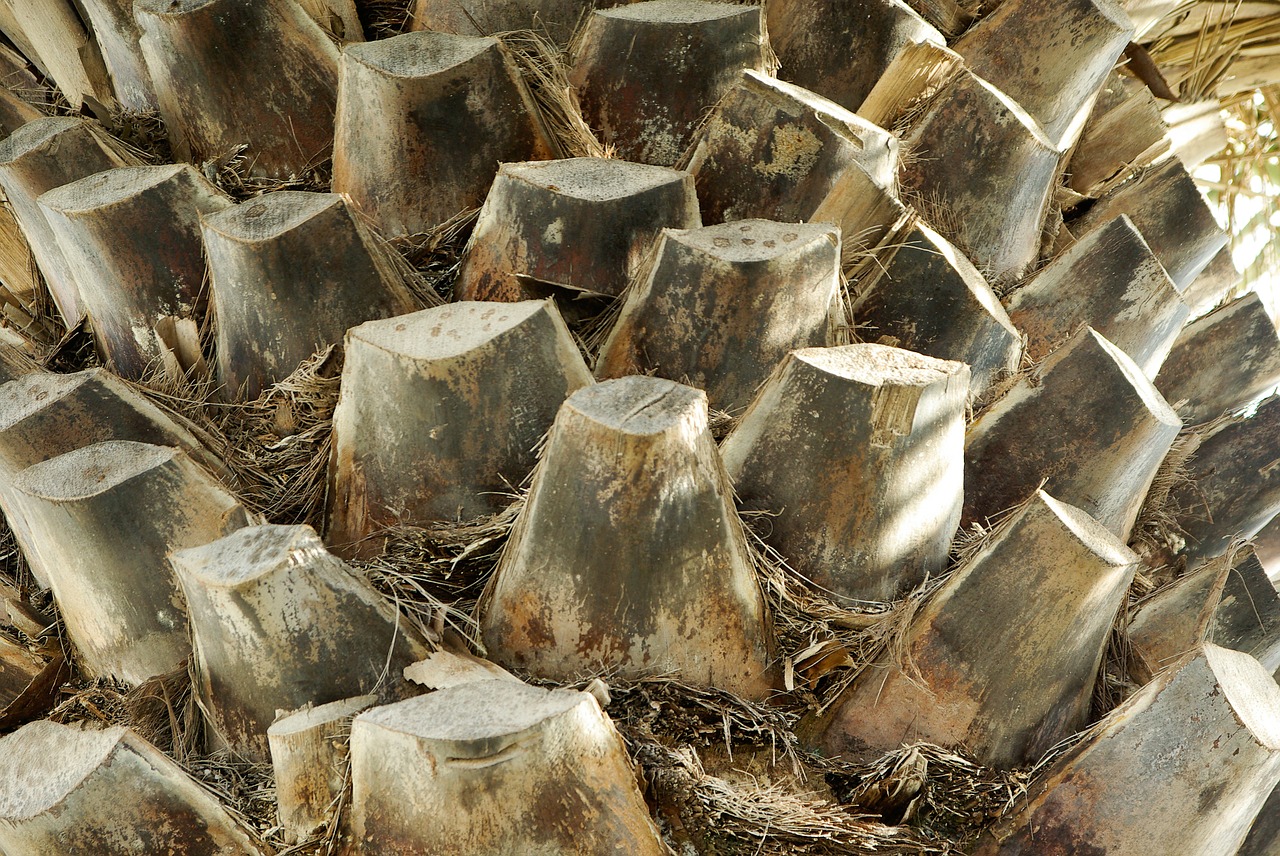 texture palm tree trunk free photo