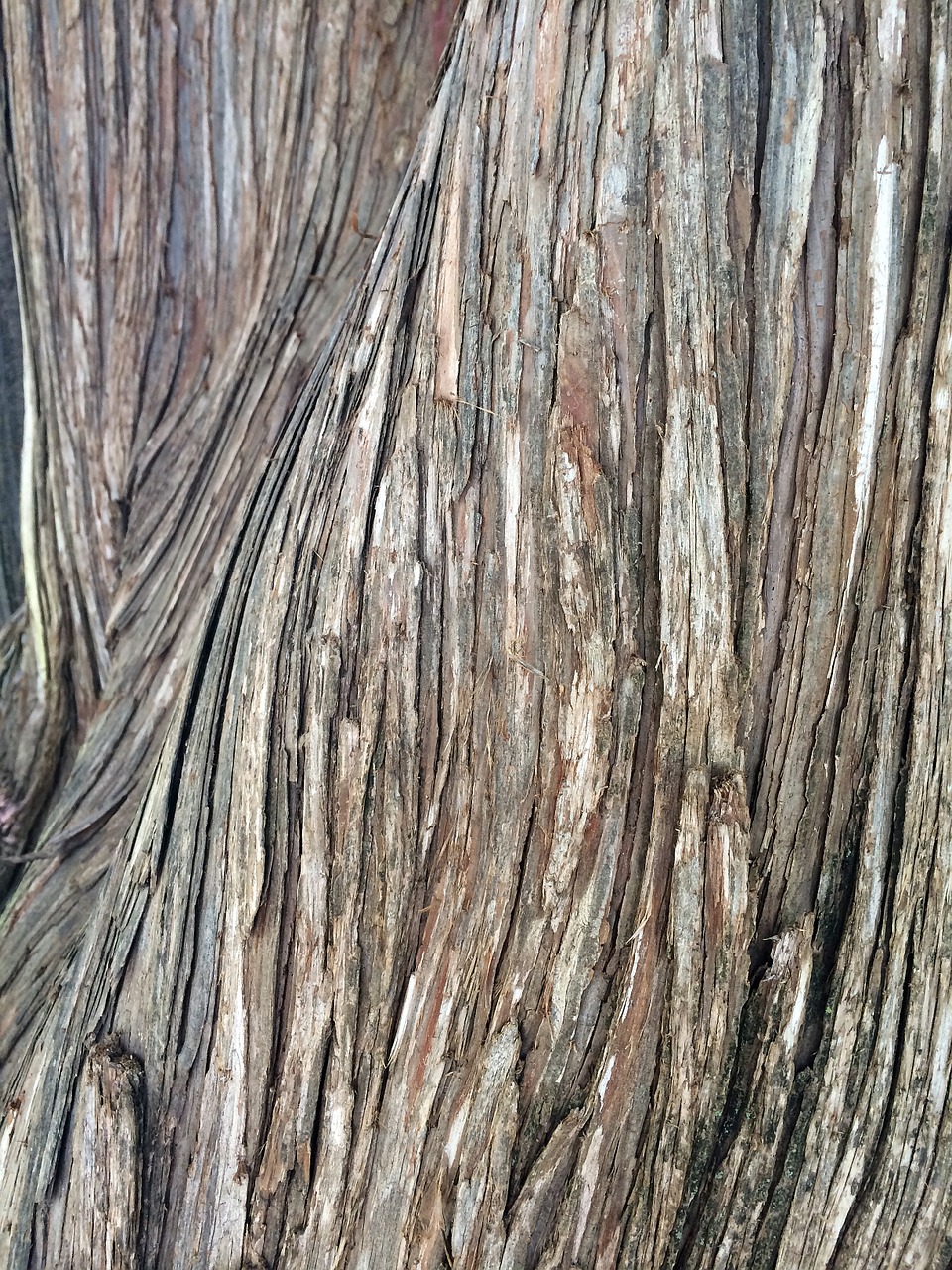 texture wood natural free photo