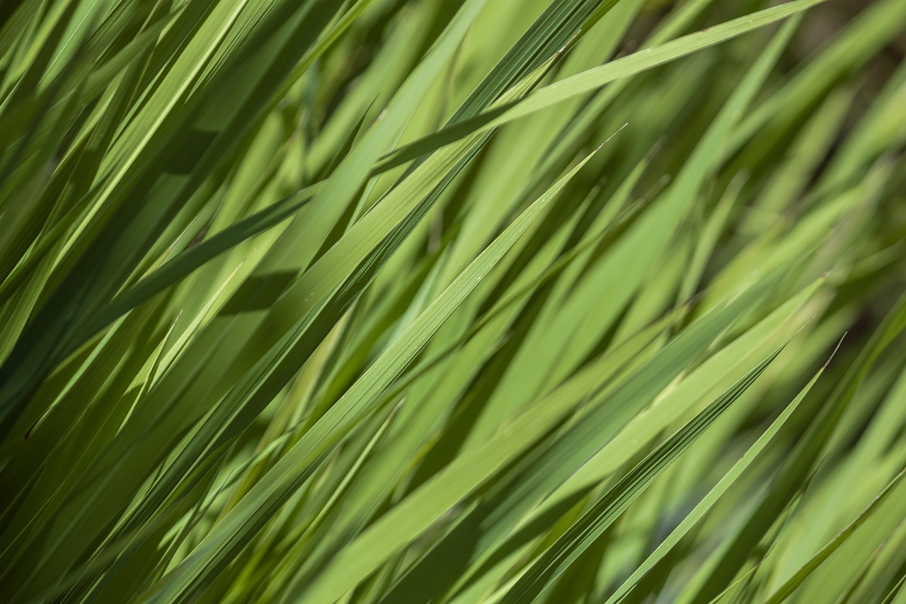 texture grass green free photo