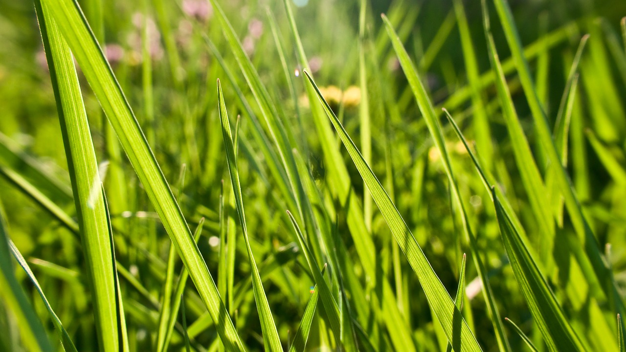 texture grass light free photo