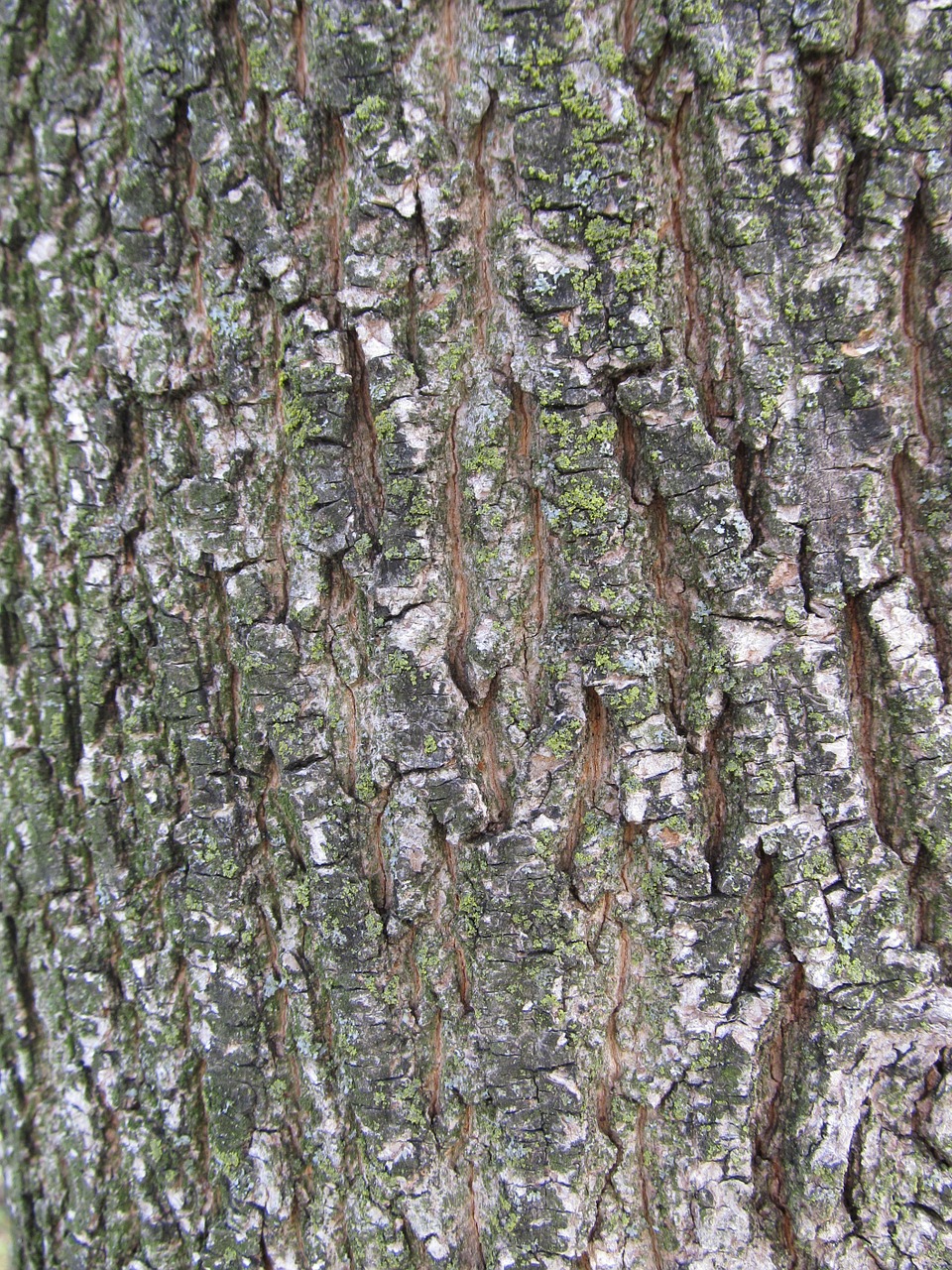 texture tree nature free photo