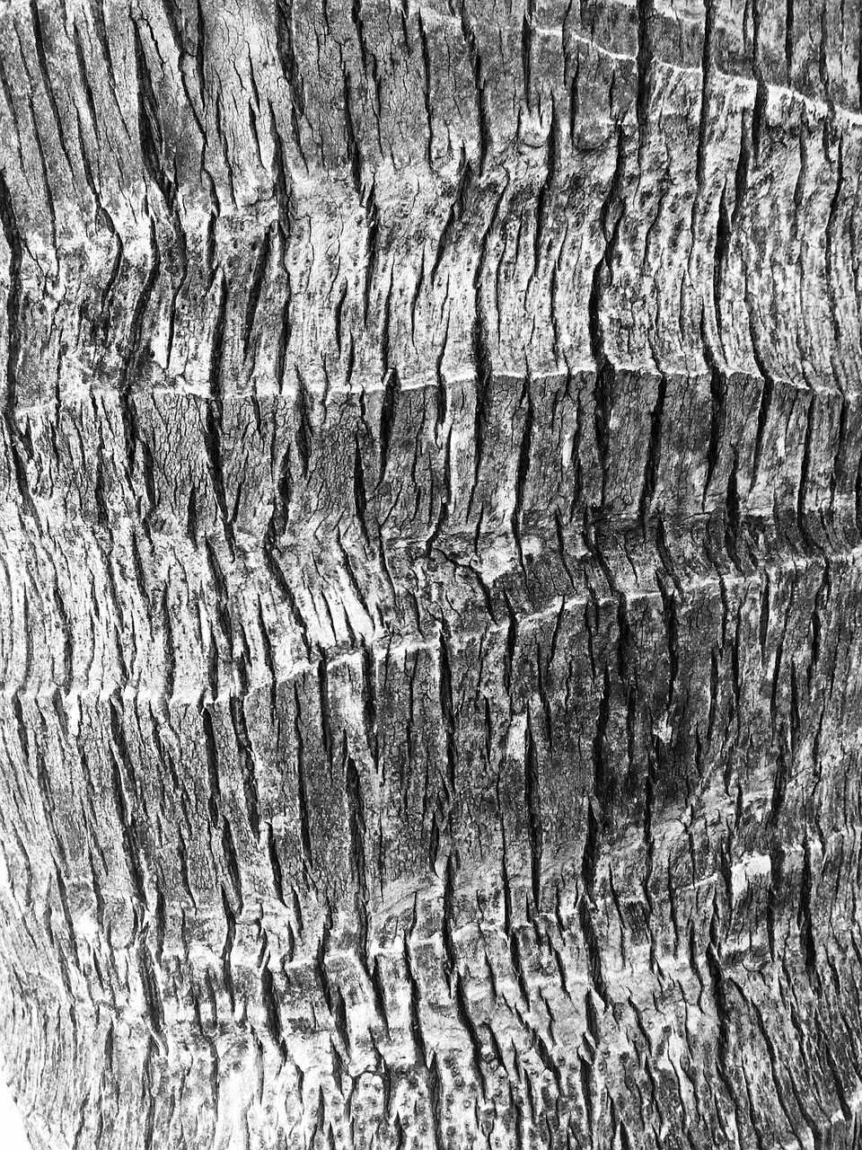 texture palm tree free photo