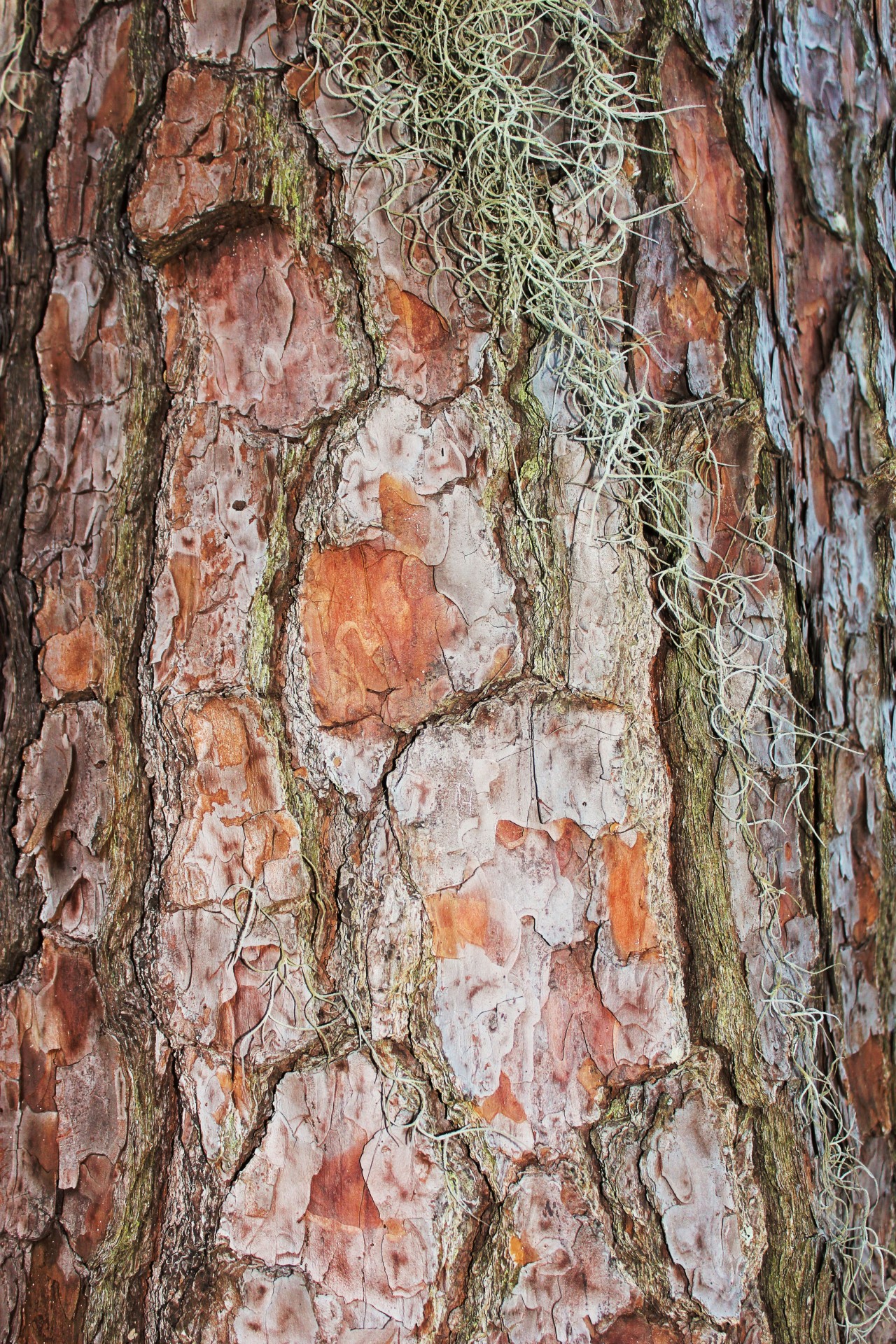 tree bark spanish moss texture free photo