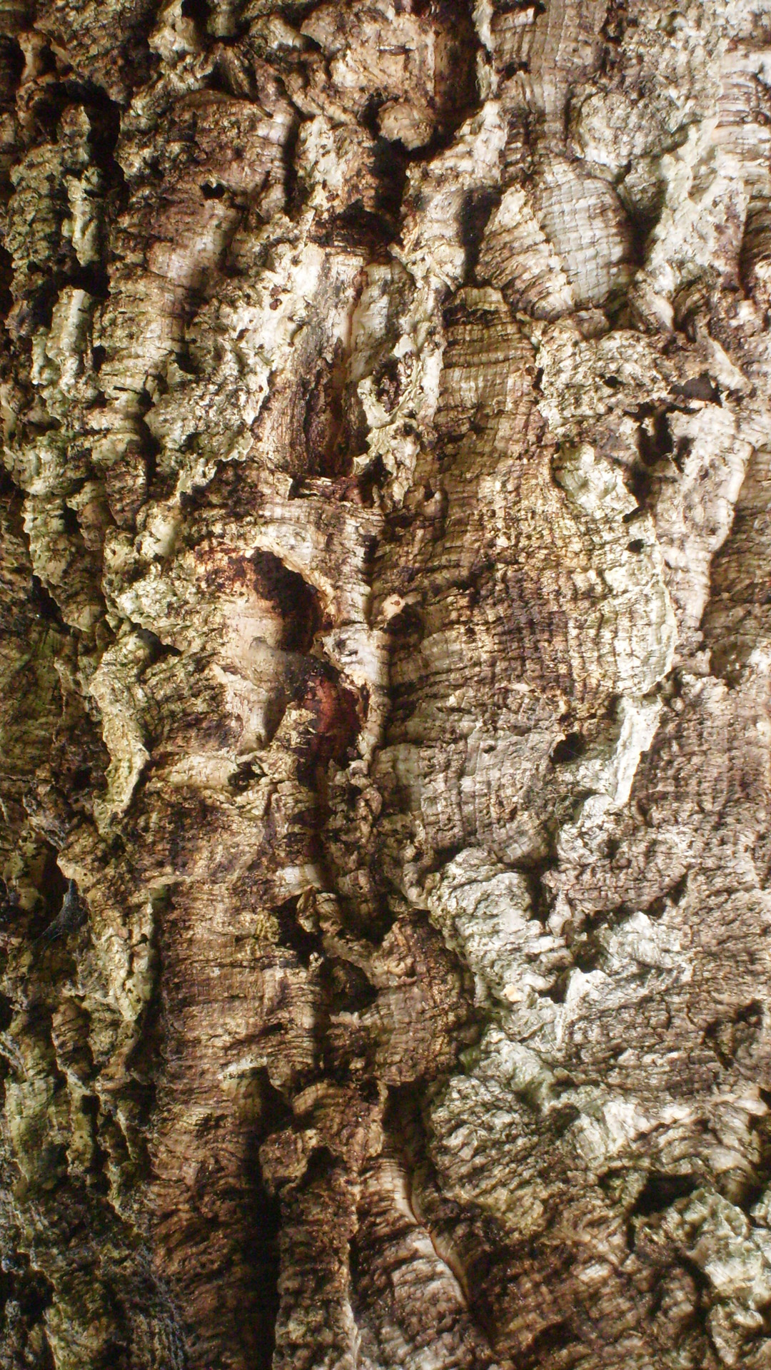 nature texture cork free photo