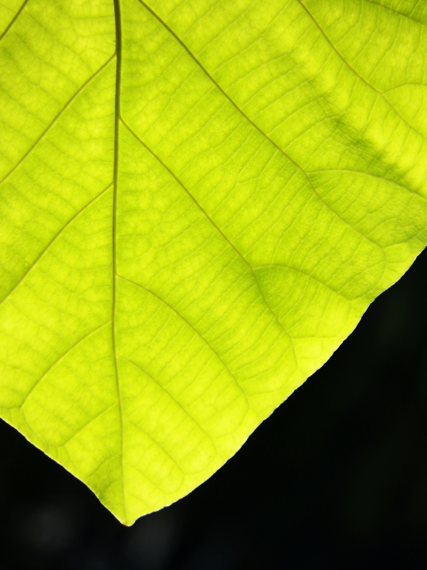 background leaf closeup free photo