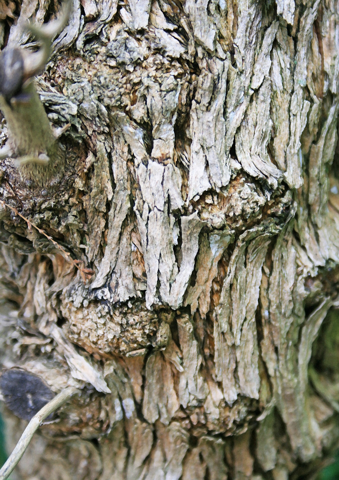 shrub trunk bark free photo