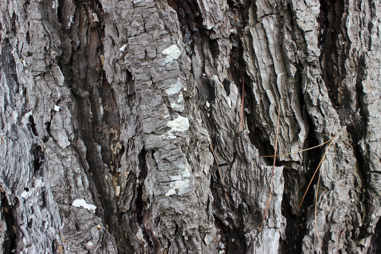 texture tree nature bark free photo