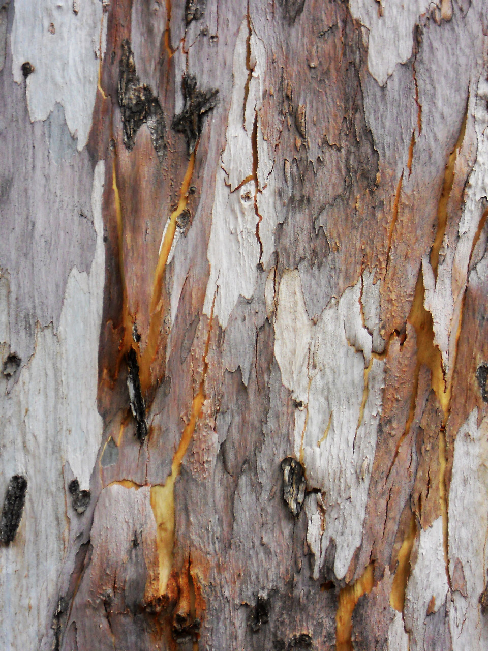 tree bark background free photo