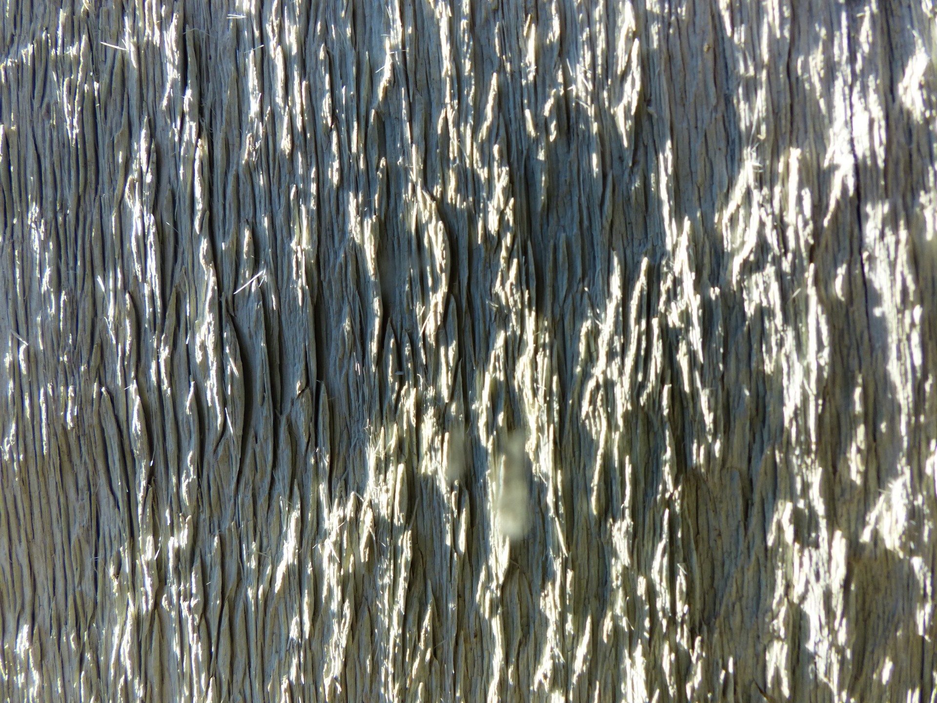 texture grey wood free photo