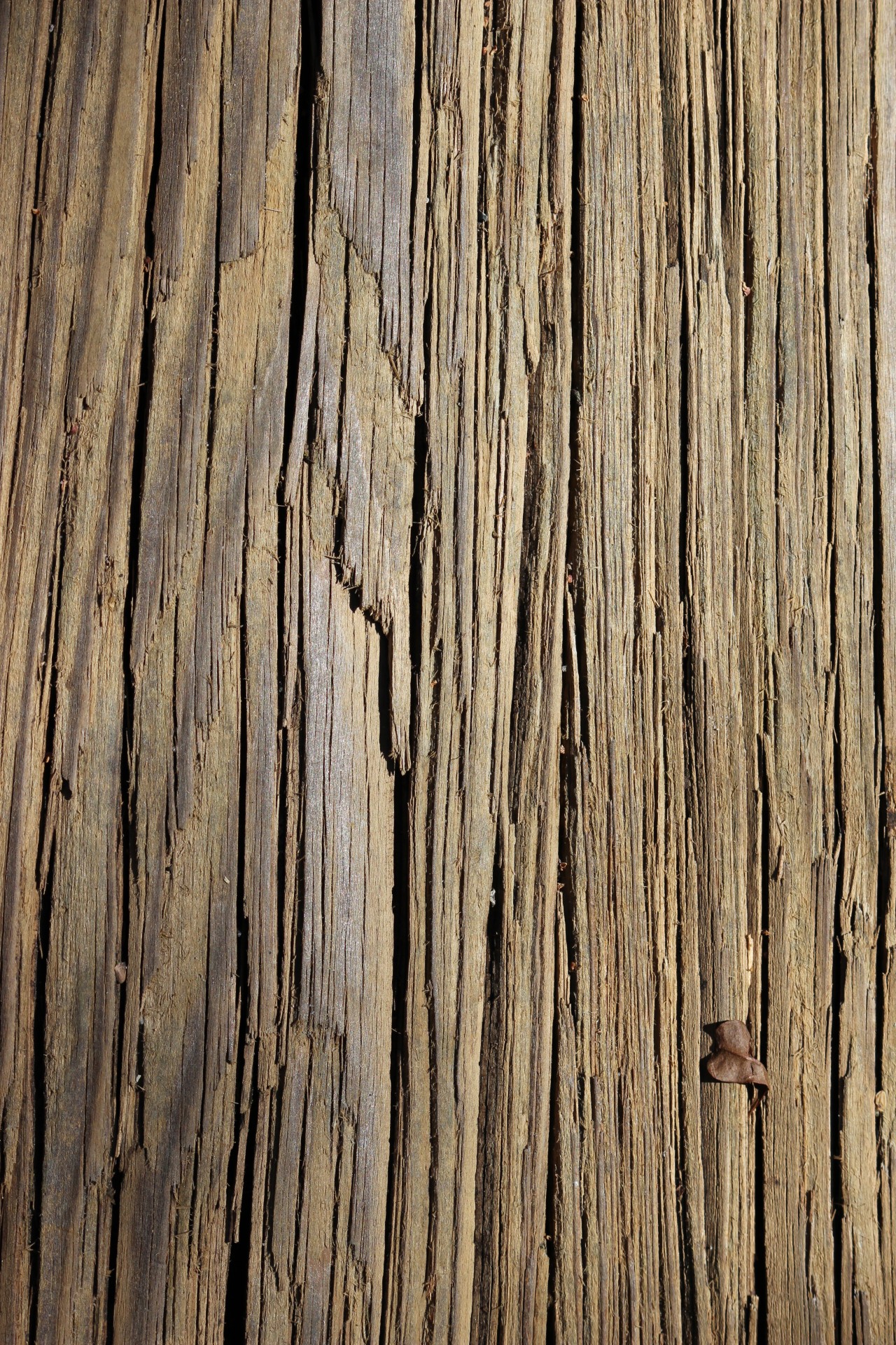 texture wood lines free photo