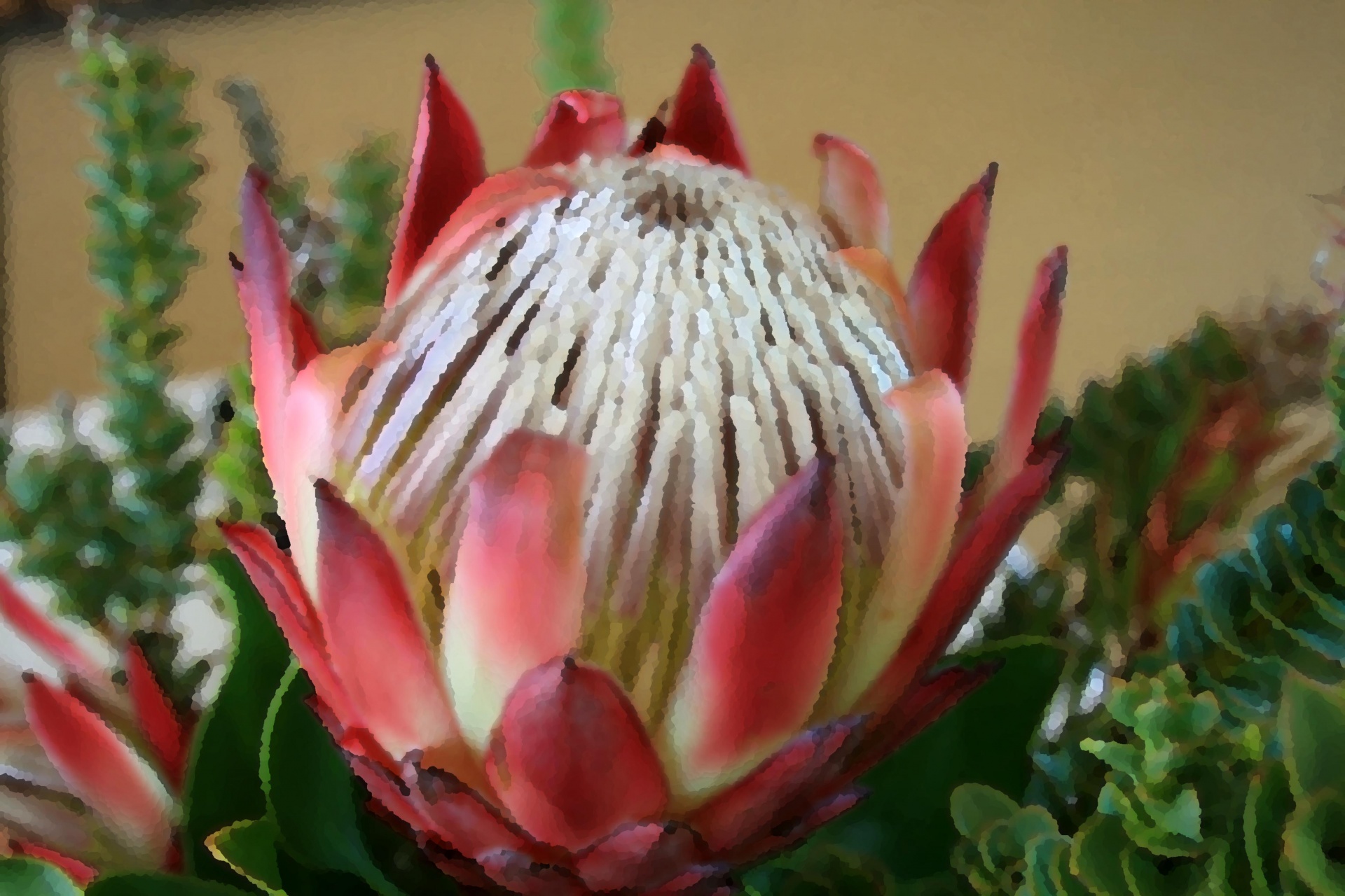 flower protea king free photo