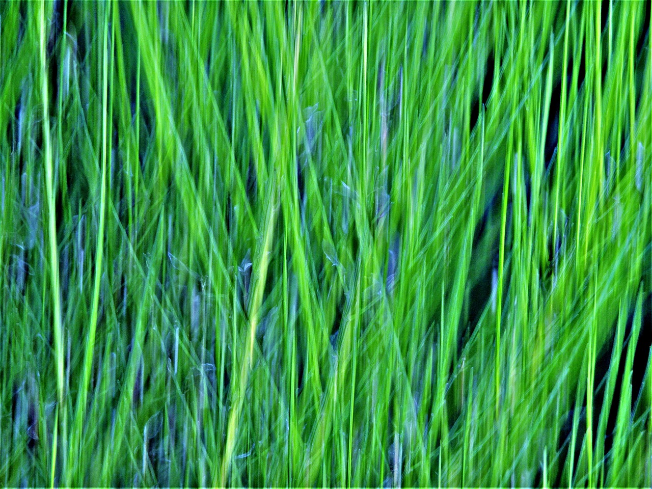 textures plants green free photo