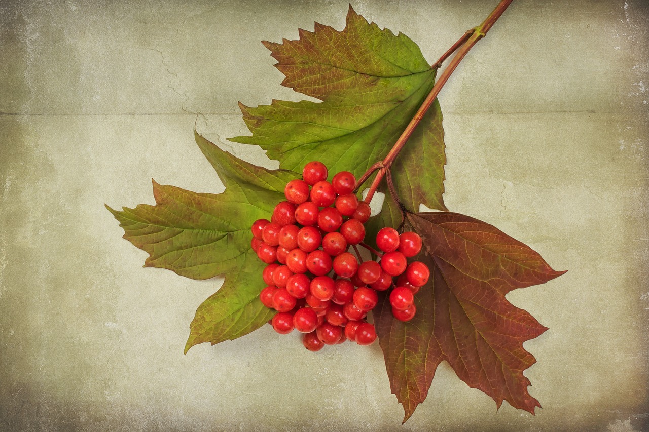 textures nature viburnum opulus free photo