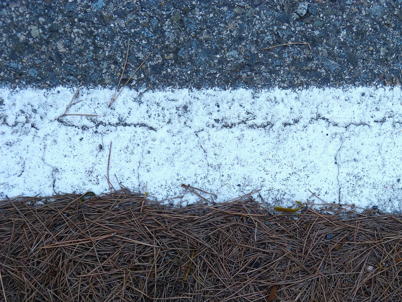 textures asphalt pine needles free photo