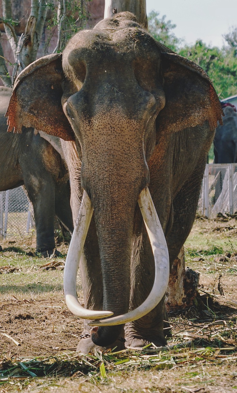 thai elephant nature free photo