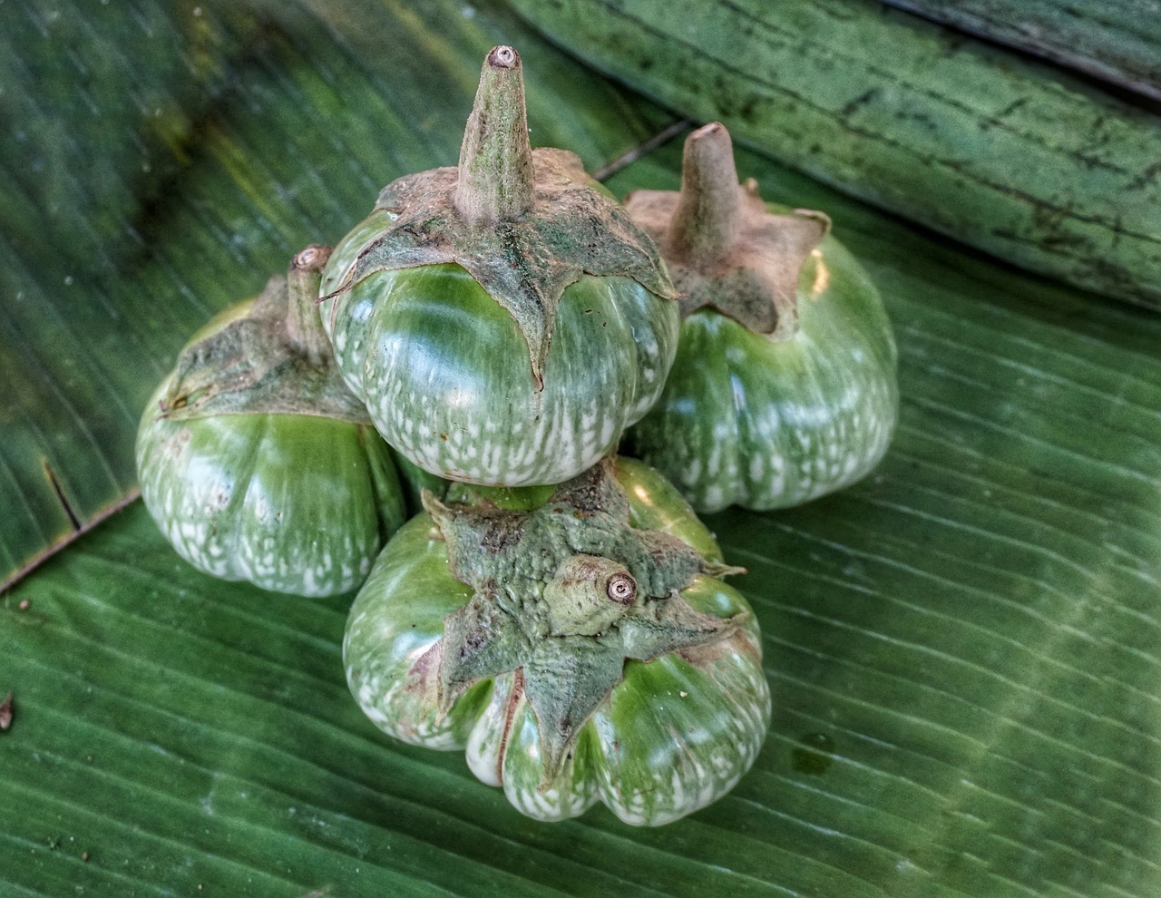 thai eggplant green free photo