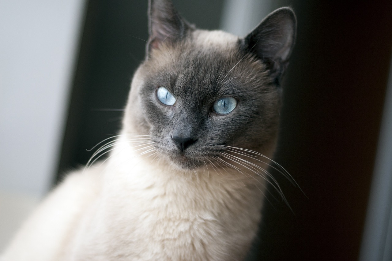 thai cat cat blue eyes free photo